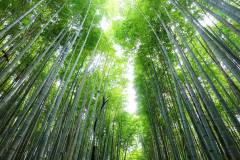 Peaks & Passages: Lake Biwa to Kyoto Ancient Trail Journey 8 days ATS003